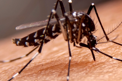 Especialista da Wyden esclarece mitos e verdades sobre o mosquito da dengue