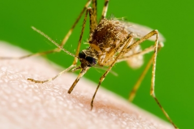 Agosto Verde-Claro alerta para a conscientização e prevenção da leishmaniose, PIF, FIV e FEL